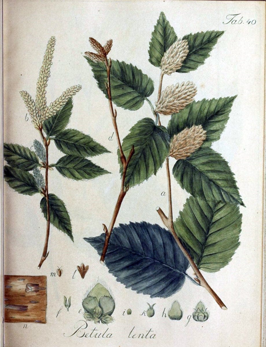 Collectio plantarum tam exoticarum, quam indigenarum, cum delineatione, descriptione cul | Botany | Vintage Print Reproduction 447904