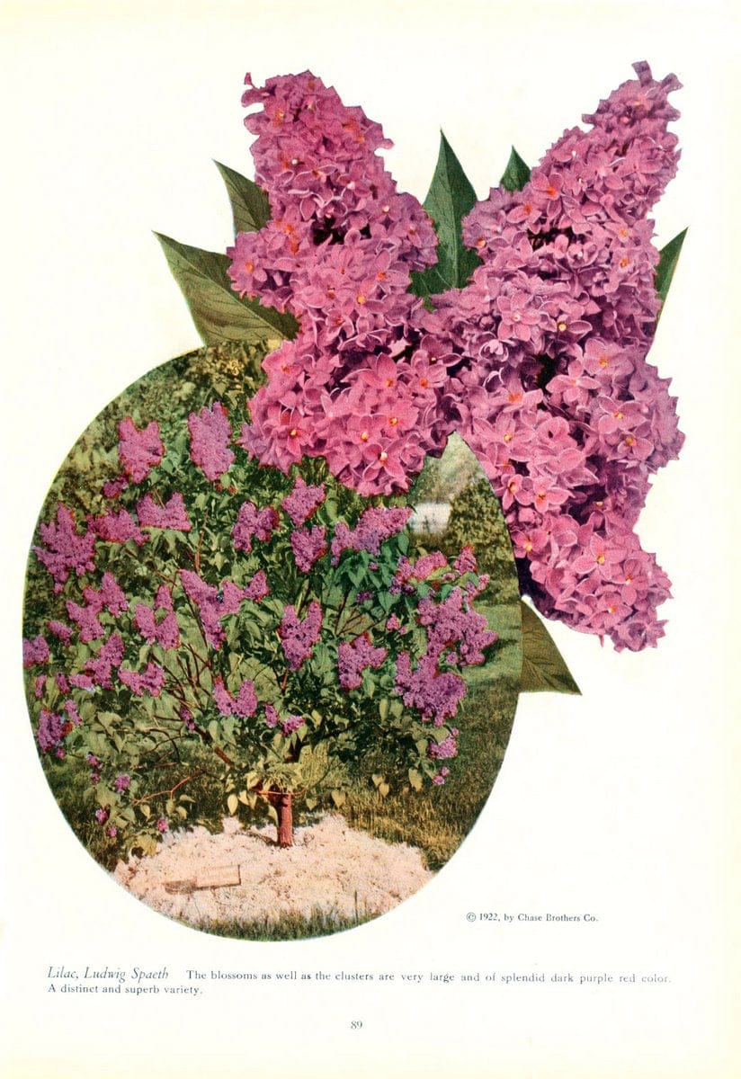 Dragable Image