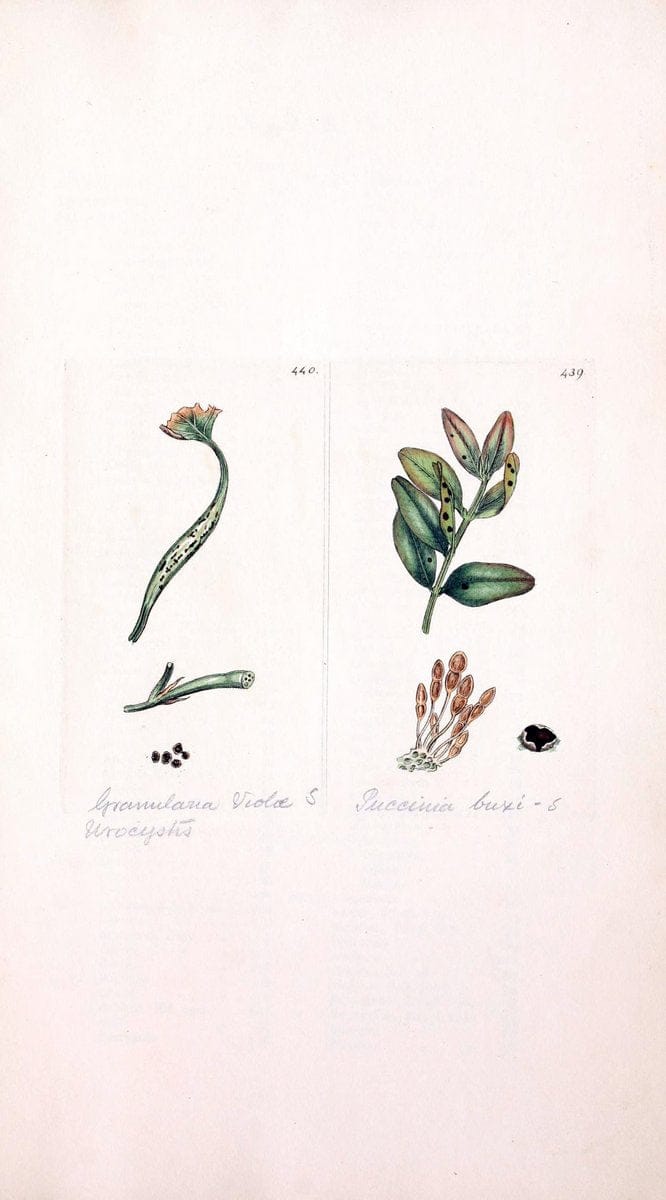 Coloured figures of English fungi or mushrooms. London,Printed by J. Davis,1797-[1809]. | England Mushrooms  | Vintage Print Reproduction 447907