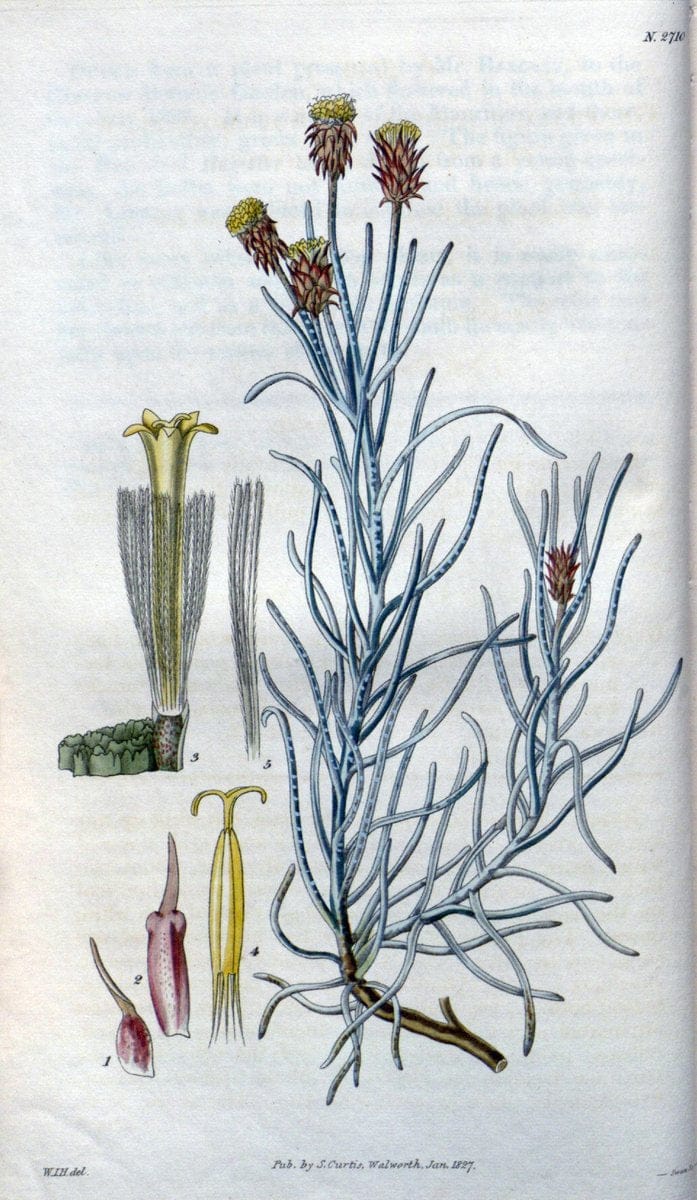 Curtis's botanical magazine..London ;New York [etc.] :Academic Press [etc.]. |  | Vintage Print Reproduction 447925