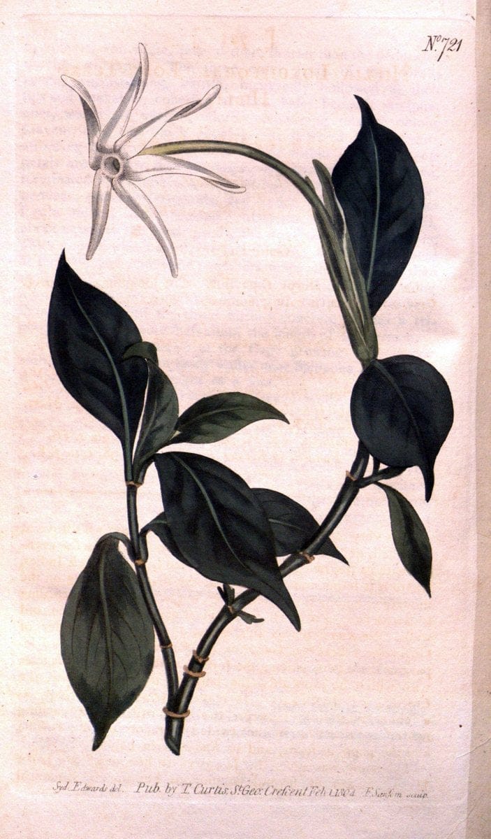 Curtis's botanical magazine..London ;New York [etc.] :Academic Press [etc.]. |  | Vintage Print Reproduction 447926