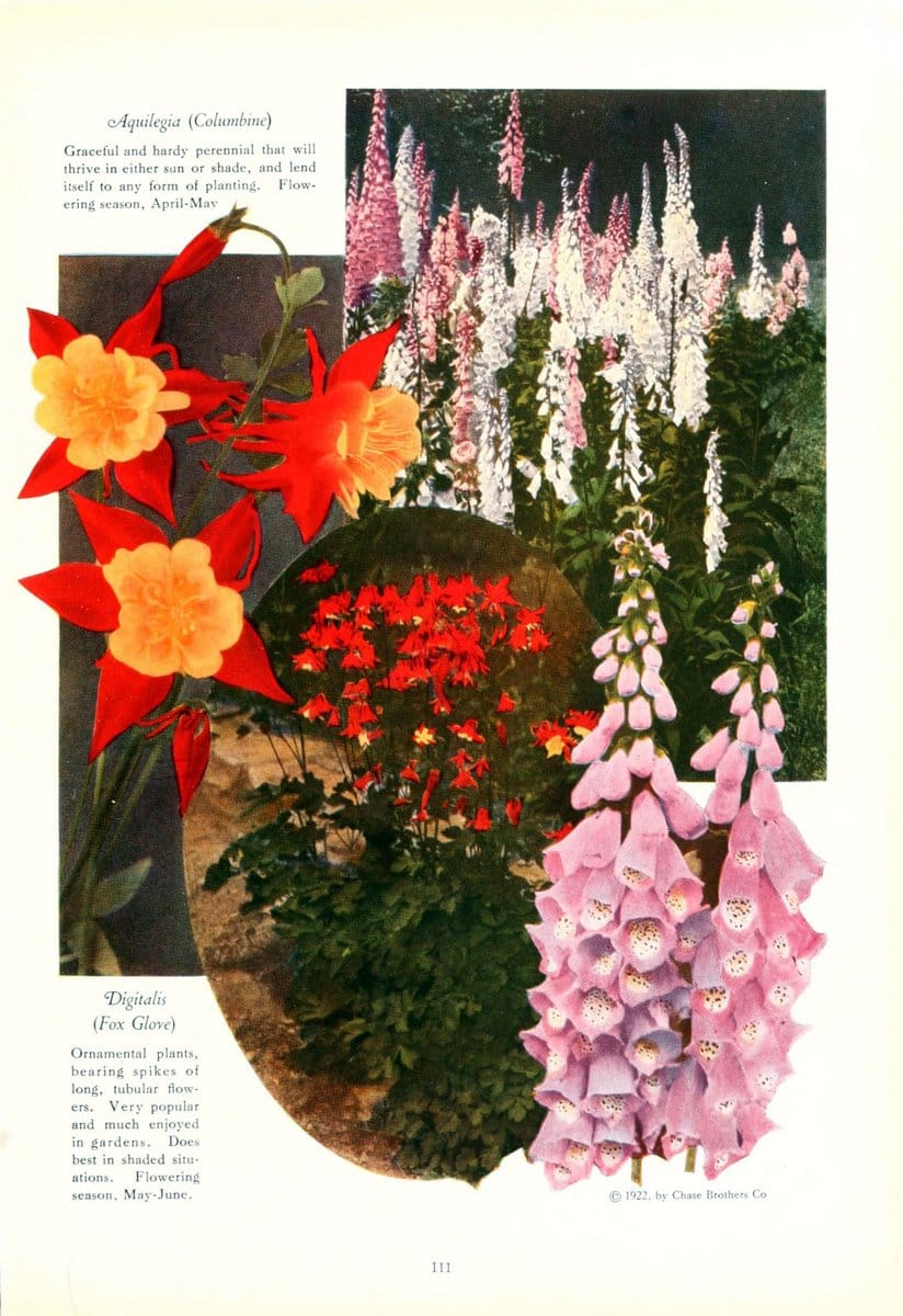 Chase fruit and flowers in natural colorsRochester, N.Y.,Chase brothers company[c1922] | Vintage Print Reproduction 447932