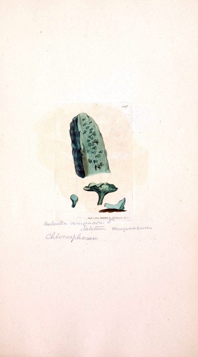 Coloured figures of English fungi or mushrooms. London,Printed by J. Davis,1797-[1809]. | England Mushrooms  | Vintage Print Reproduction 447937
