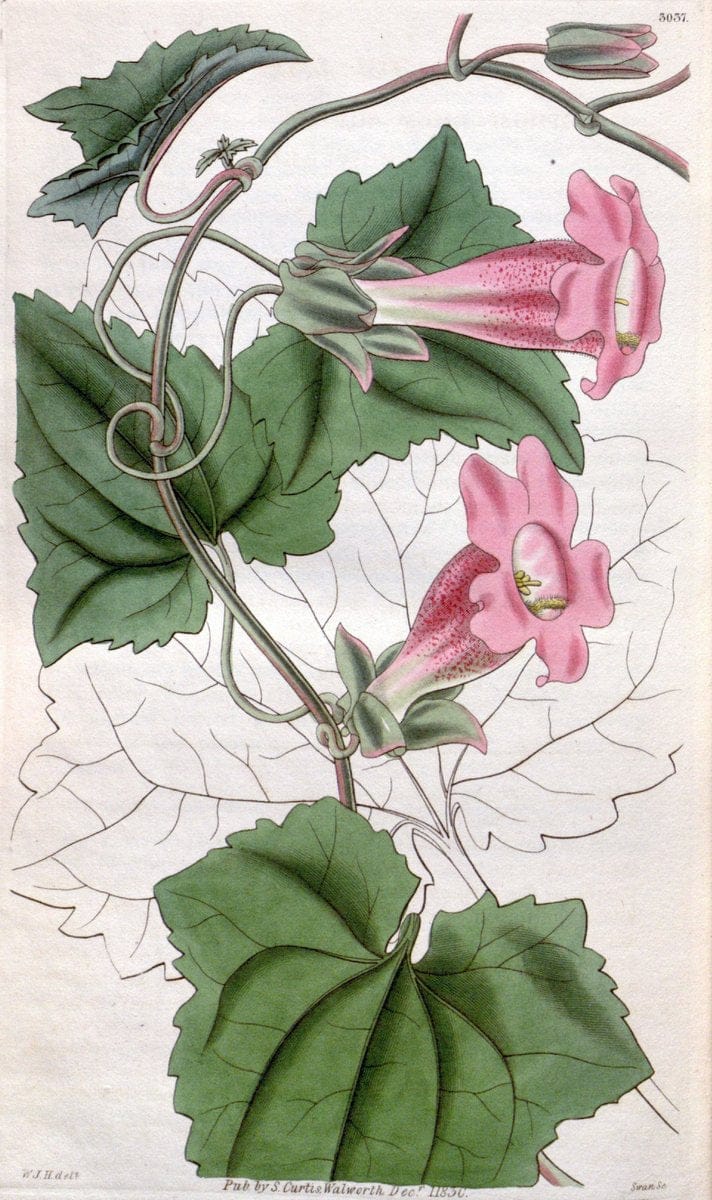 Dragable Image