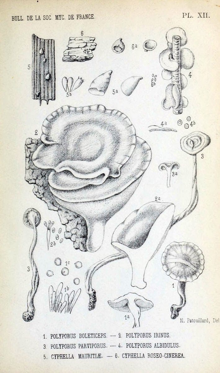 Bulletin de la SociÃ©tÃ© mycologique de France.Epinal :La SociÃ©tÃ©,1885-1903.  | France Fungi Mycology Periodicals | Vintage Print Reproduction 447960