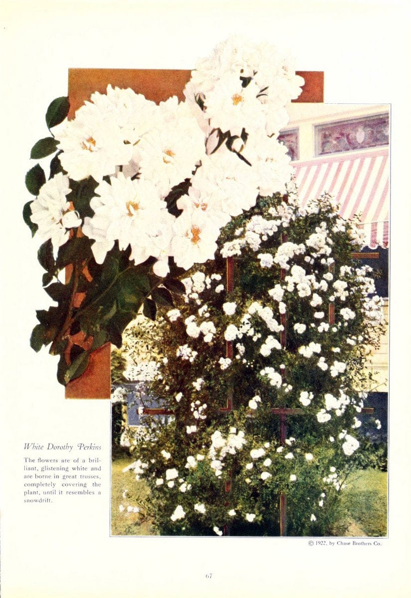 Chase fruit and flowers in natural colorsRochester, N.Y.,Chase brothers company[c1922] | Vintage Print Reproduction 447961