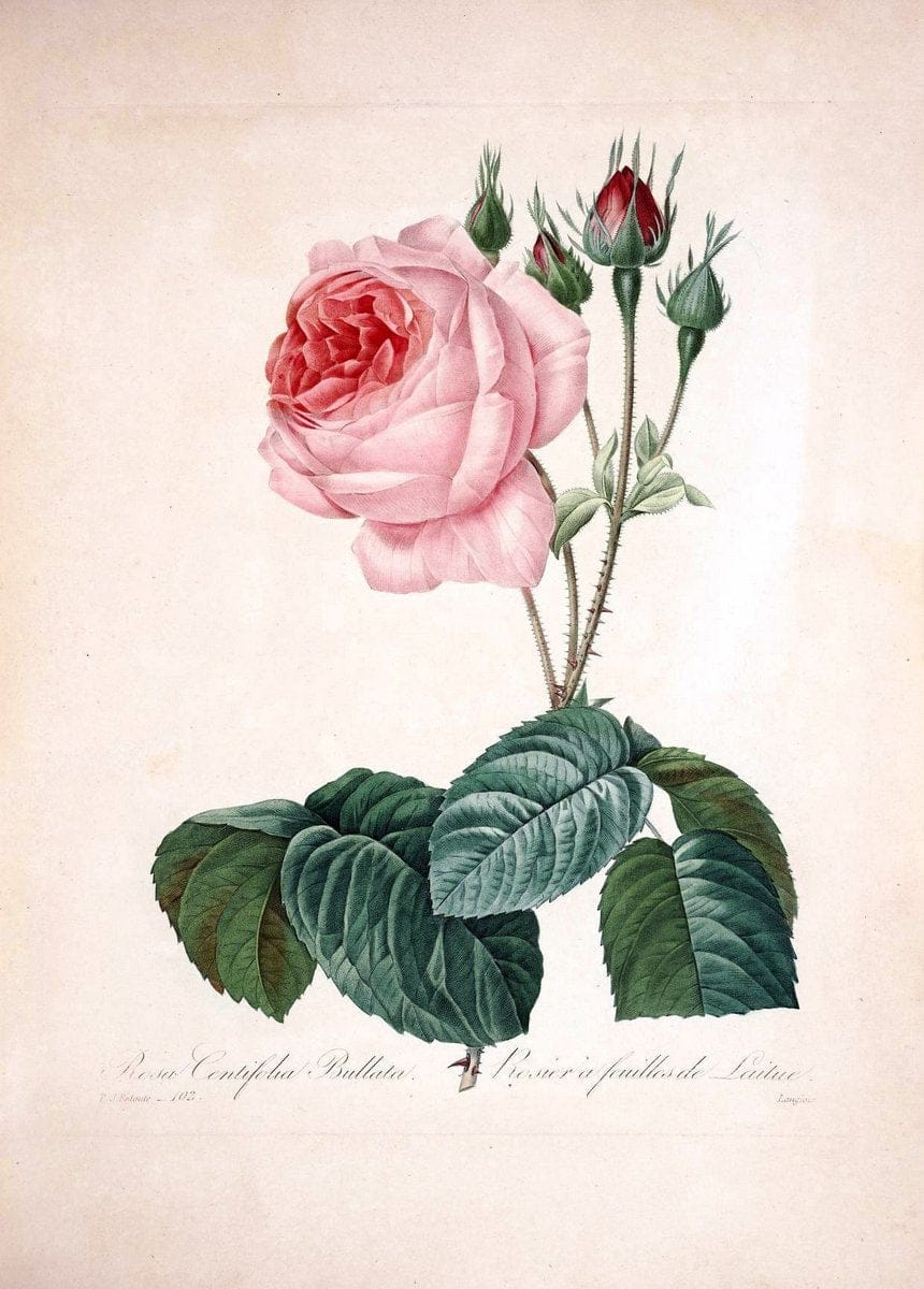 Choix des plus belles fleurs :.Paris:Ernest Panckoucke,[1833].. |  | Vintage Print Reproduction 447964