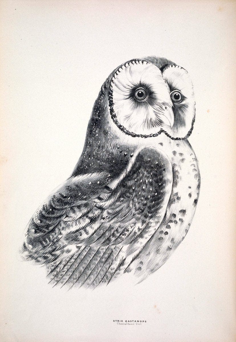 Companion to Gould's Handbook; or, Synopsis of the birds of Australia. Brisbane,Thorne & Greenwell,1877.  | Australia Birds | Vintage Print Reproduction 447970