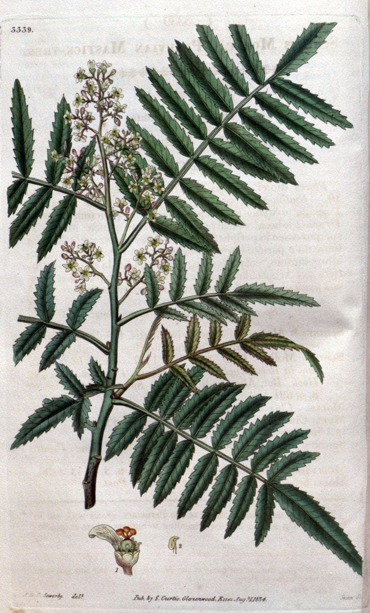 Curtis's botanical magazine..London ;New York [etc.] :Academic Press [etc.]. |  | Vintage Print Reproduction 447991
