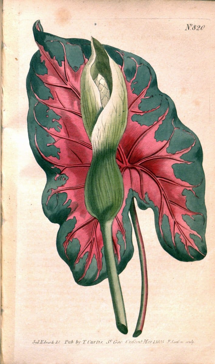 Curtis's botanical magazine. London ;New York [etc.] :Academic Press [etc.]. | Botany Periodicals "Pictorial works"  | Vintage Print Reproduction 447996