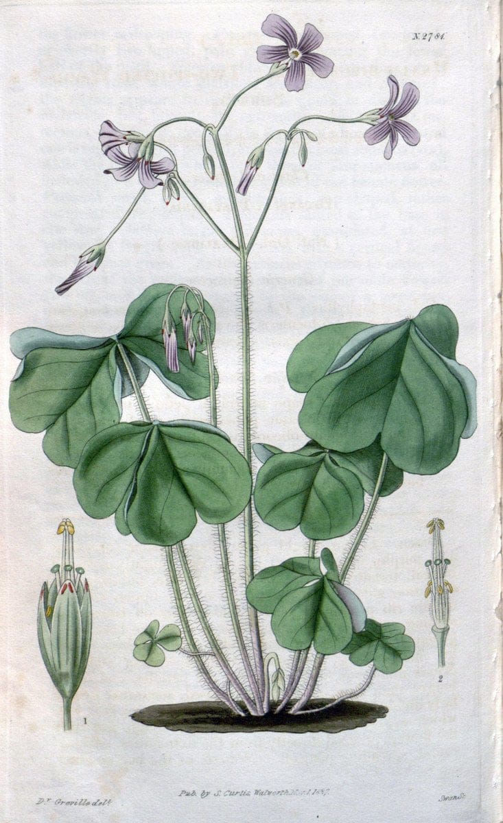 Curtis's botanical magazine. London ;New York [etc.] :Academic Press [etc.]. | Botany Periodicals "Pictorial works"  | Vintage Print Reproduction 447997