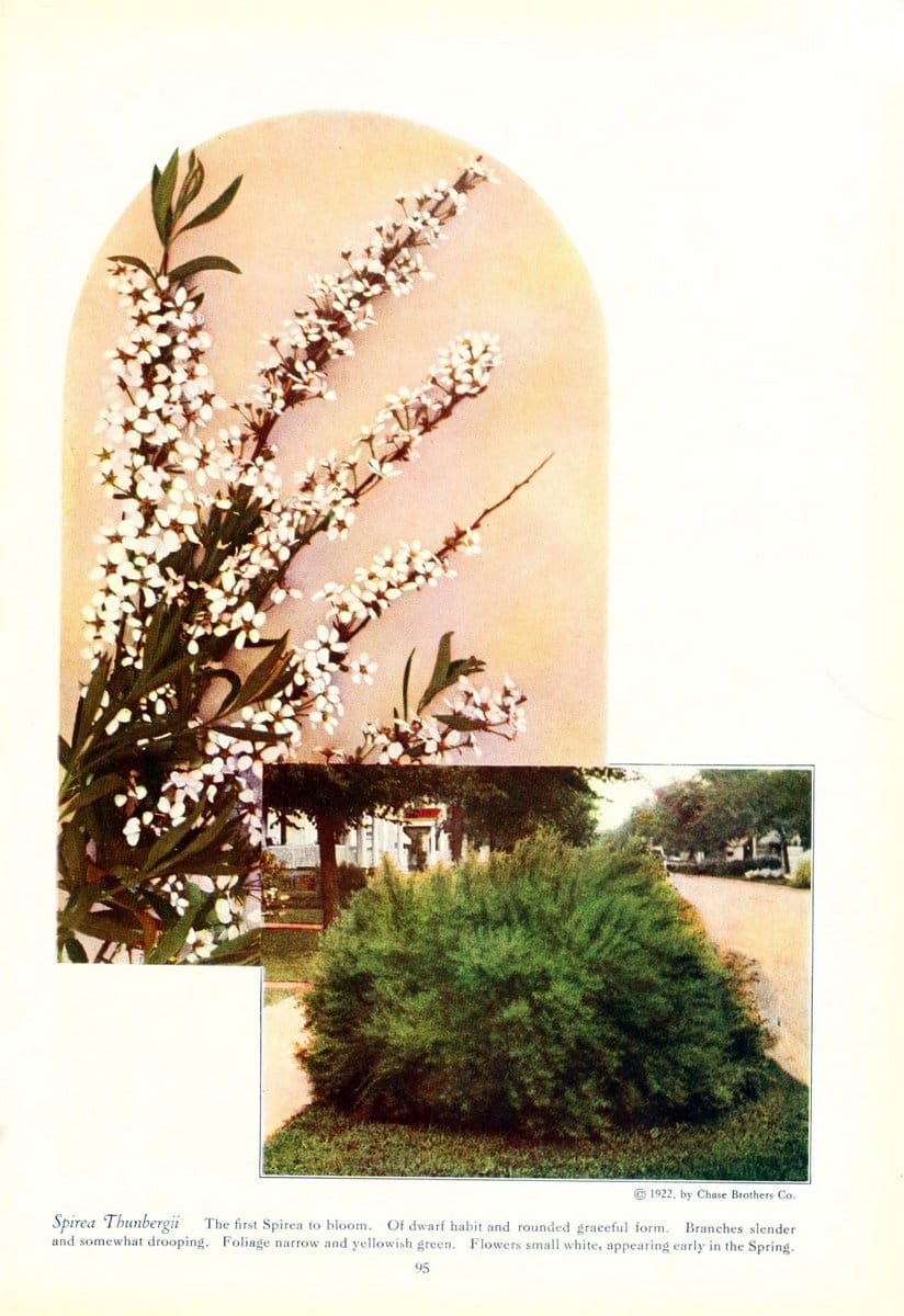 Chase fruit and flowers in natural colorsRochester, N.Y.,Chase brothers company[c1922] | Vintage Print Reproduction 447998