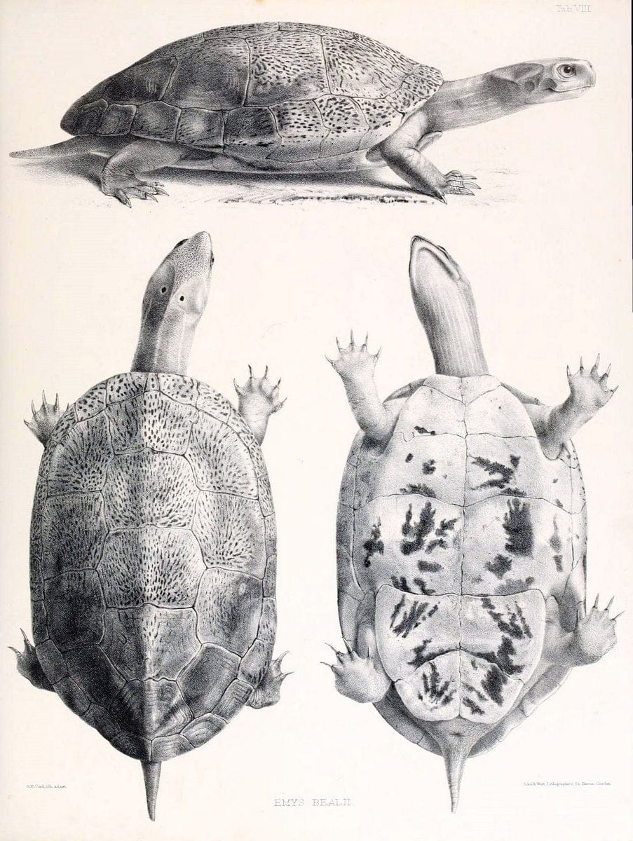 Catalogue of shield reptiles in the collection of the British Museum /.London :Printed by order of the Trustees,1855-1872.  | Vintage Print Reproduction 448002