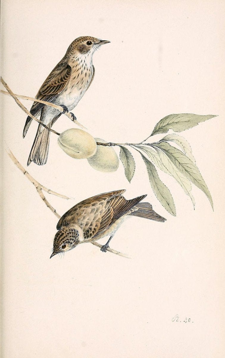 Coloured illustrations of British birds, and their eggs /.London :G.W. Nickisson,1842-1850.. |  | Vintage Print Reproduction 448003