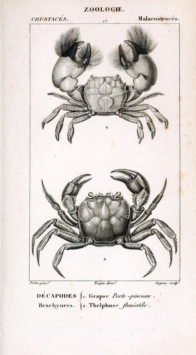 ConsidÃ©rations gÃ©nÃ©rales sur la classe des crustacÃ©s :.Paris :F.G. Levrault,1825.  | Crustacea France Zoology  | Vintage Print Reproduction 448006