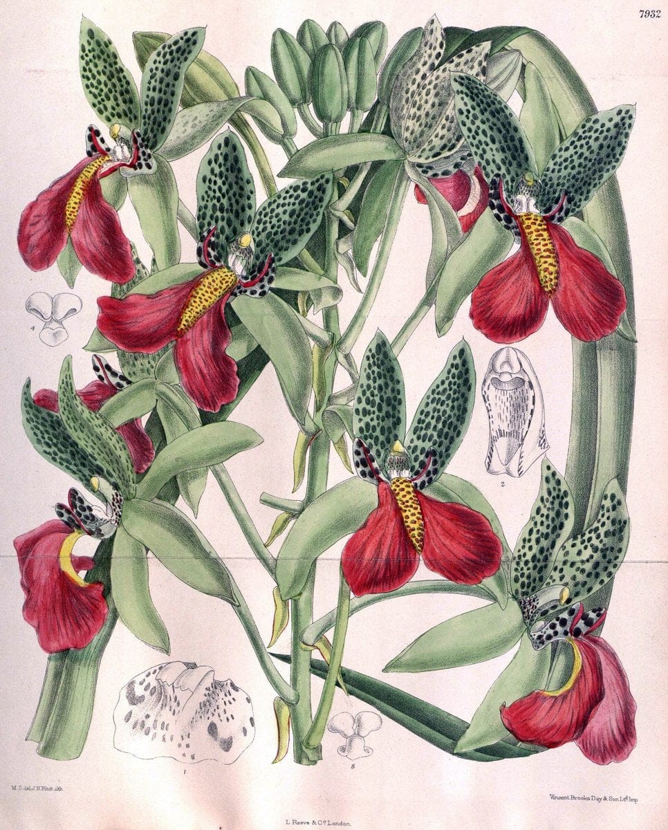 Curtis's botanical magazine. London ; New York [etc.] :Academic Press [etc.]. | "Botanical illustration" Botany Periodicals "Pictorial works" "Plants, Ornamental"  | Vintage Print Reproduction 448007