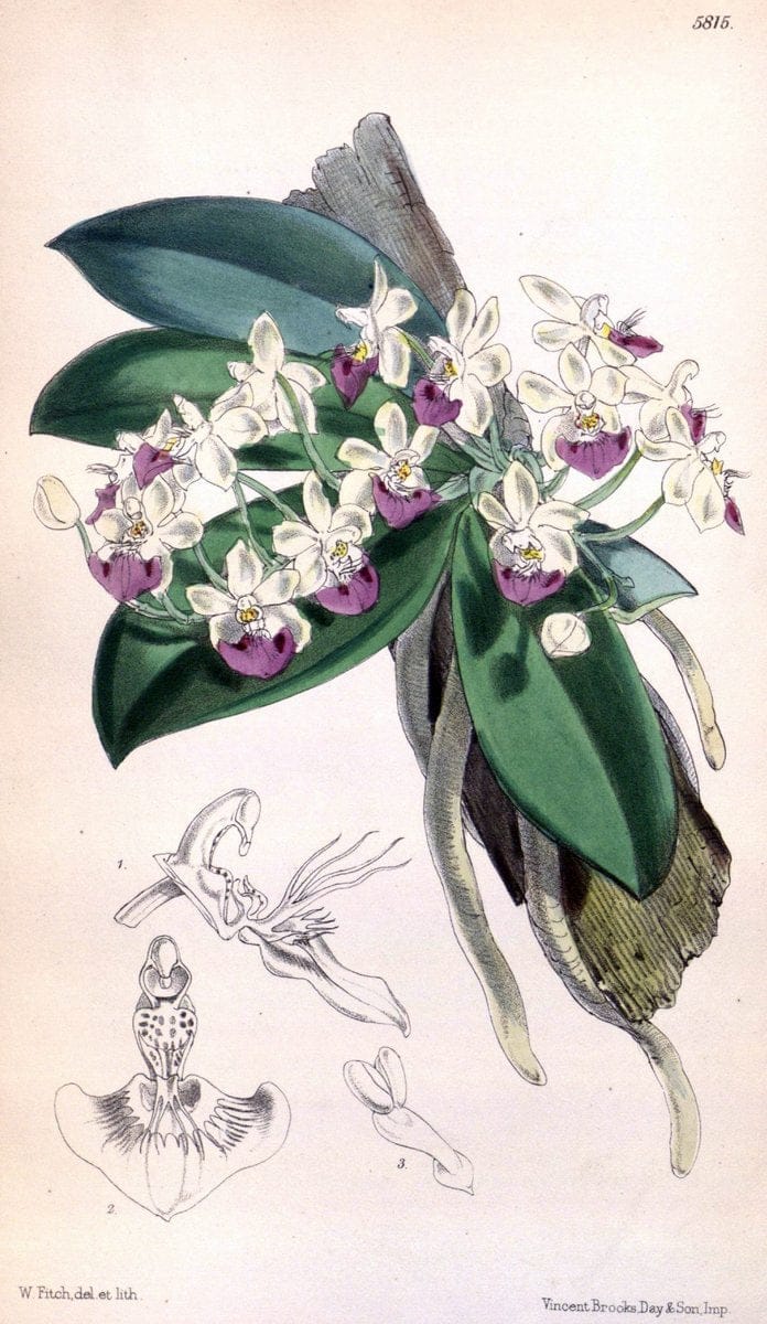 Curtis's botanical magazine. London ; New York [etc.] :Academic Press [etc.]. | "Botanical illustration" Botany Periodicals "Pictorial works" "Plants, Ornamental"  | Vintage Print Reproduction 448008