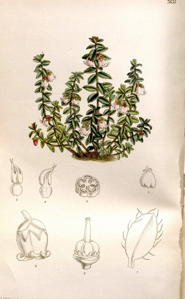 Curtis's botanical magazine. London ; New York [etc.] :Academic Press [etc.]. | "Botanical illustration" Botany Periodicals "Pictorial works" "Plants, Ornamental"  | Vintage Print Reproduction 448009