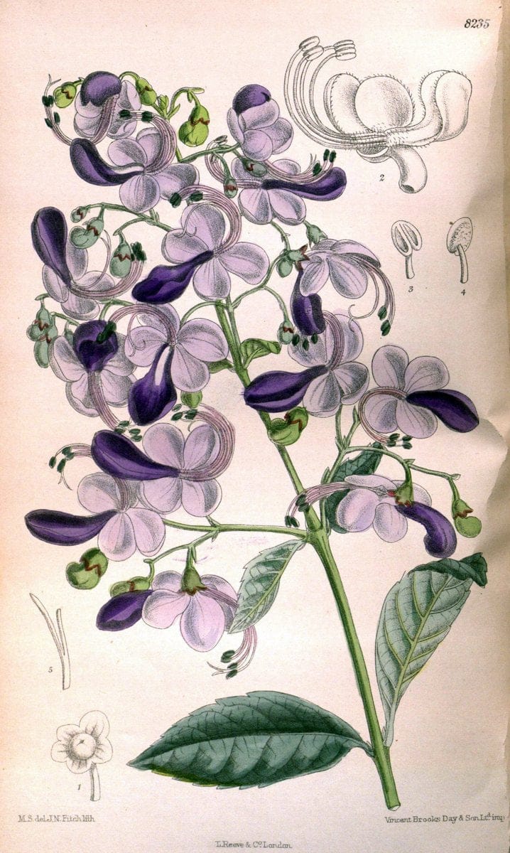 Curtis's botanical magazine. London ; New York [etc.] :Academic Press [etc.]. | "Botanical illustration" Botany Periodicals "Pictorial works" "Plants, Ornamental"  | Vintage Print Reproduction 448010