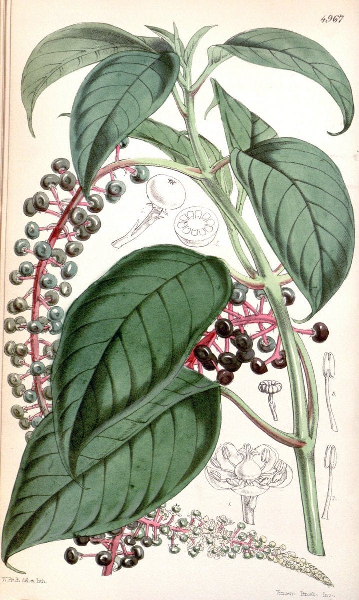 Curtis's botanical magazine. London ; New York [etc.] :Academic Press [etc.]. | "Botanical illustration" Botany Periodicals "Pictorial works" "Plants, Ornamental"  | Vintage Print Reproduction 448011