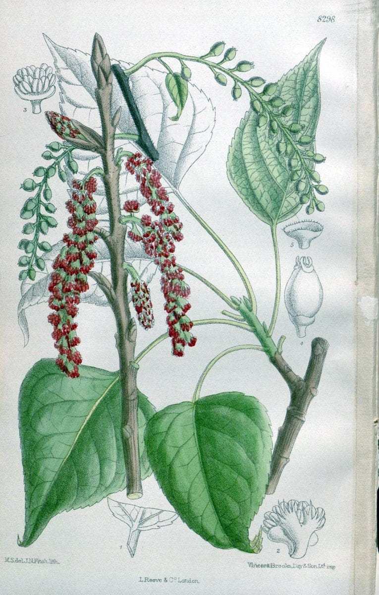Curtis's botanical magazine. London ; New York [etc.] :Academic Press [etc.]. | "Botanical illustration" Botany Periodicals "Pictorial works" "Plants, Ornamental"  | Vintage Print Reproduction 448013
