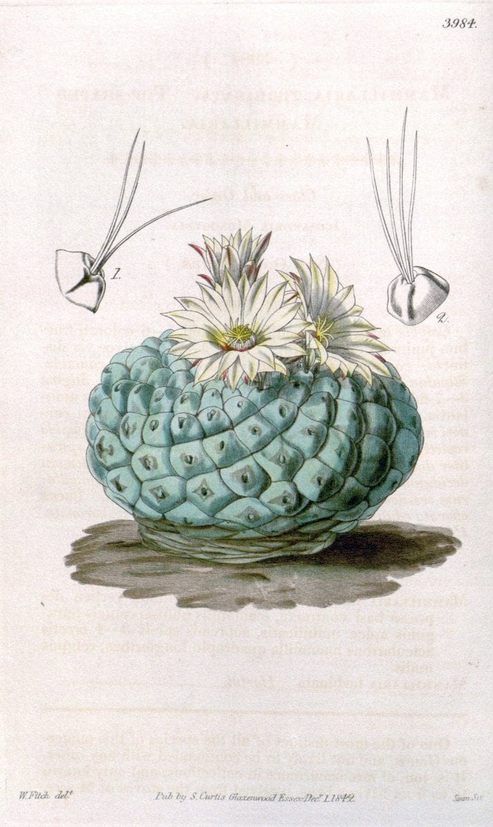 Curtis's botanical magazine. London ; New York [etc.] :Academic Press [etc.]. | "Botanical illustration" Botany Periodicals "Pictorial works" "Plants, Ornamental"  | Vintage Print Reproduction 448014
