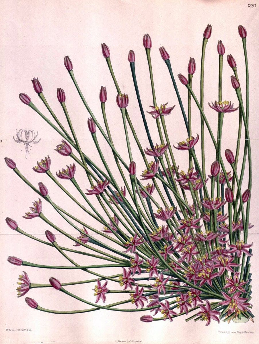 Curtis's botanical magazine. London ; New York [etc.] :Academic Press [etc.]. | "Botanical illustration" Botany Periodicals "Pictorial works" "Plants, Ornamental"  | Vintage Print Reproduction 448015