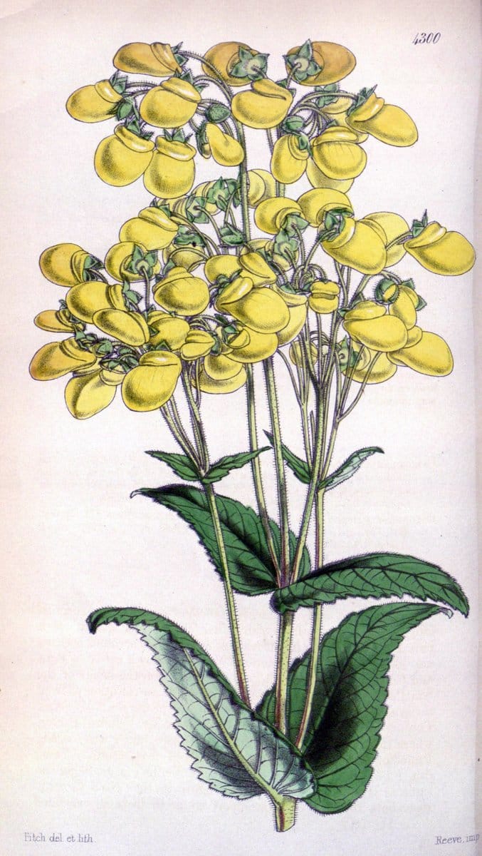 Curtis's botanical magazine. London ; New York [etc.] :Academic Press [etc.]. | "Botanical illustration" Botany Periodicals "Pictorial works" "Plants, Ornamental"  | Vintage Print Reproduction 448017