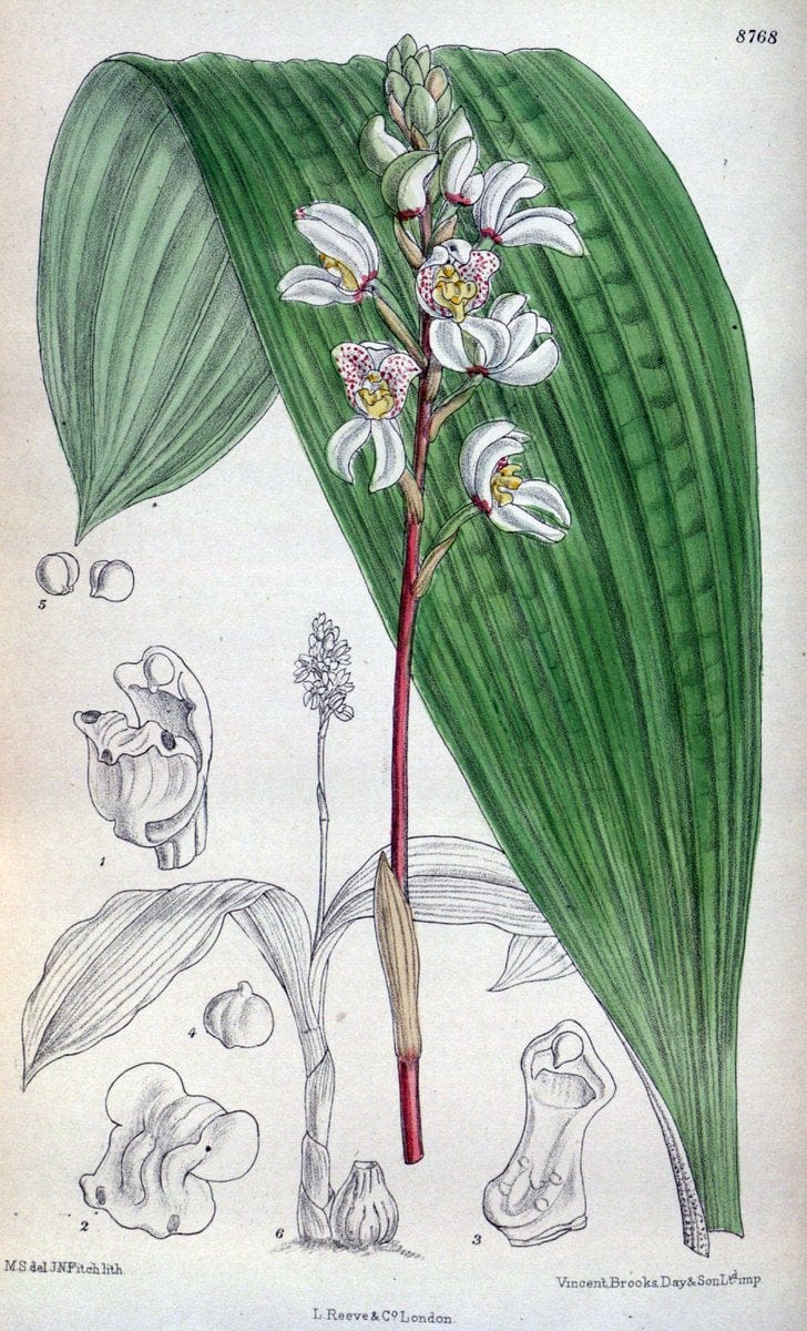 Curtis's botanical magazine. London ; New York [etc.] :Academic Press [etc.]. | "Botanical illustration" Botany Periodicals "Pictorial works" "Plants, Ornamental"  | Vintage Print Reproduction 448018
