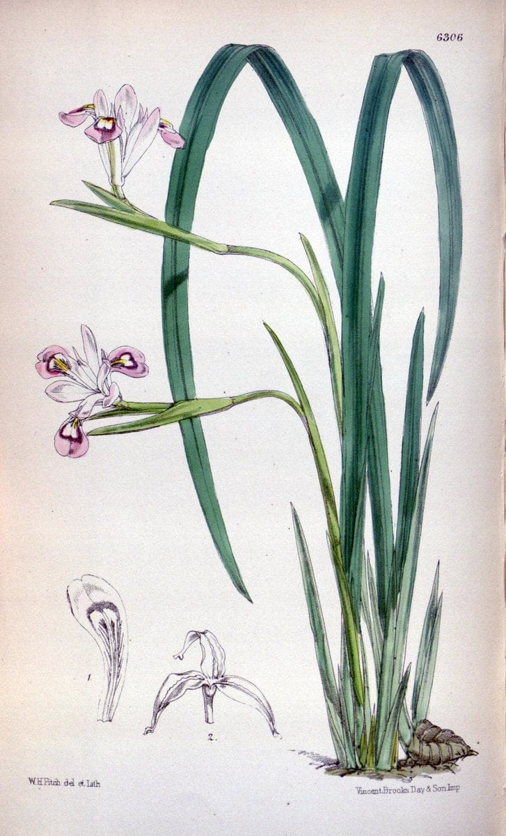 Curtis's botanical magazine. London ; New York [etc.] :Academic Press [etc.]. | "Botanical illustration" Botany Periodicals "Pictorial works" "Plants, Ornamental"  | Vintage Print Reproduction 448020