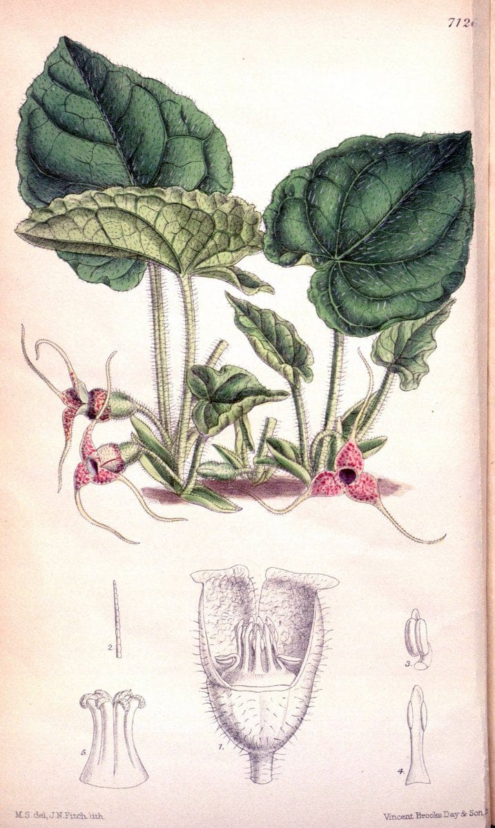 Curtis's botanical magazine. London ; New York [etc.] :Academic Press [etc.]. | "Botanical illustration" Botany Periodicals "Pictorial works" "Plants, Ornamental"  | Vintage Print Reproduction 448022
