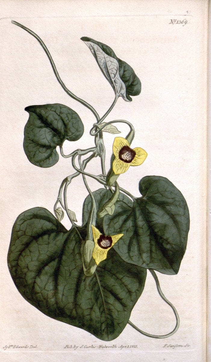 Curtis's botanical magazine. London ; New York [etc.] :Academic Press [etc.]. | "Botanical illustration" Botany Periodicals "Pictorial works" "Plants, Ornamental"  | Vintage Print Reproduction 448023
