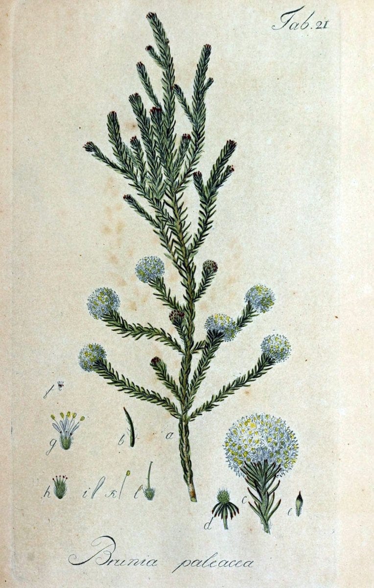 Collectio plantarum tam exoticarum, quam indigenarum, cum delineatione, descriptione cul | Botany | Vintage Print Reproduction 448042