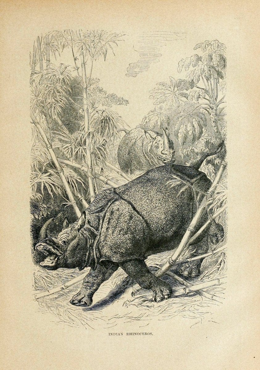 Cassell's natural history. London [etc]Cassell & Company, Limited,1896.  | "Animal behavior" Animals Nomenclature  | Vintage Print Reproduction 448045