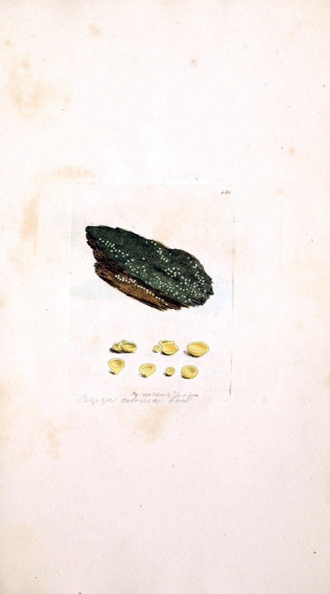 Coloured figures of English fungi or mushrooms. London,Printed by J. Davis,1797-[1809]. | England Mushrooms  | Vintage Print Reproduction 448047