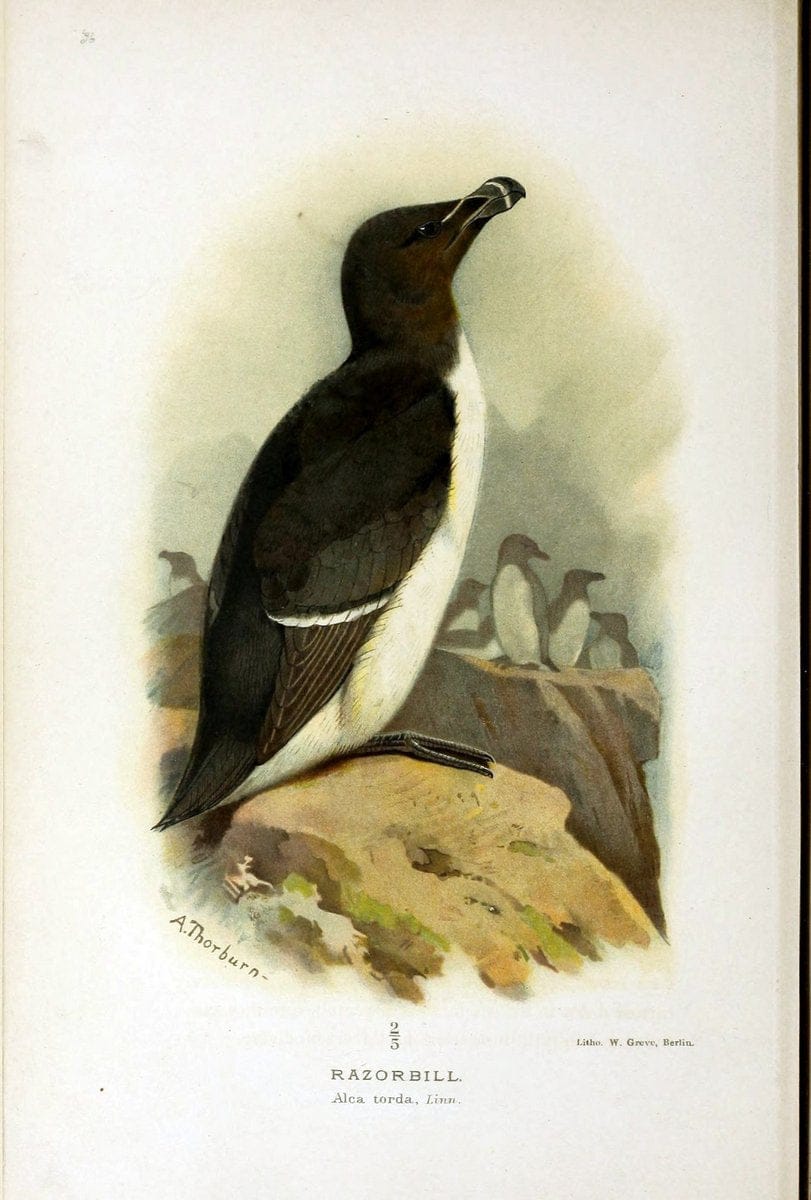 Coloured figures of the birds of the British Islands | Razorbill "taxonomy:binomial=Alca torda" Birds "Great Britain" ogy, Ernst Mayr Librar | Vintage Print Reproduction 448048