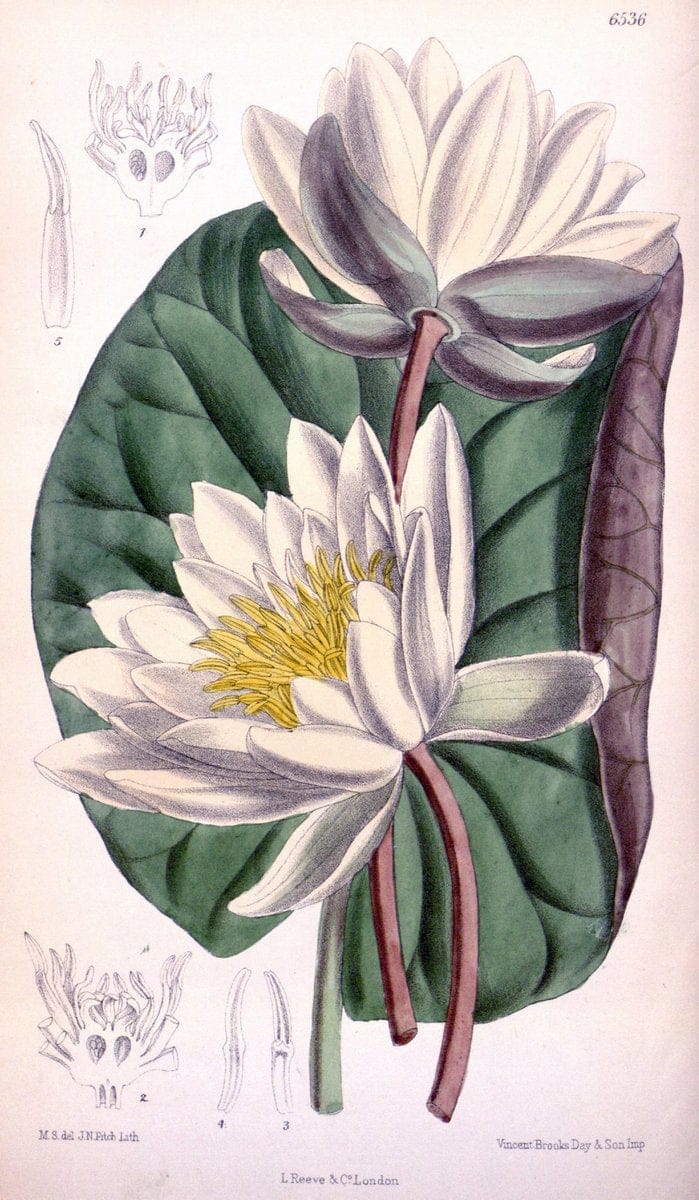 Curtis's botanical magazine. London ; New York [etc.] :Academic Press [etc.]. | "Botanical illustration" Botany Periodicals "Pictorial works" "Plants, Ornamental"  | Vintage Print Reproduction 448050