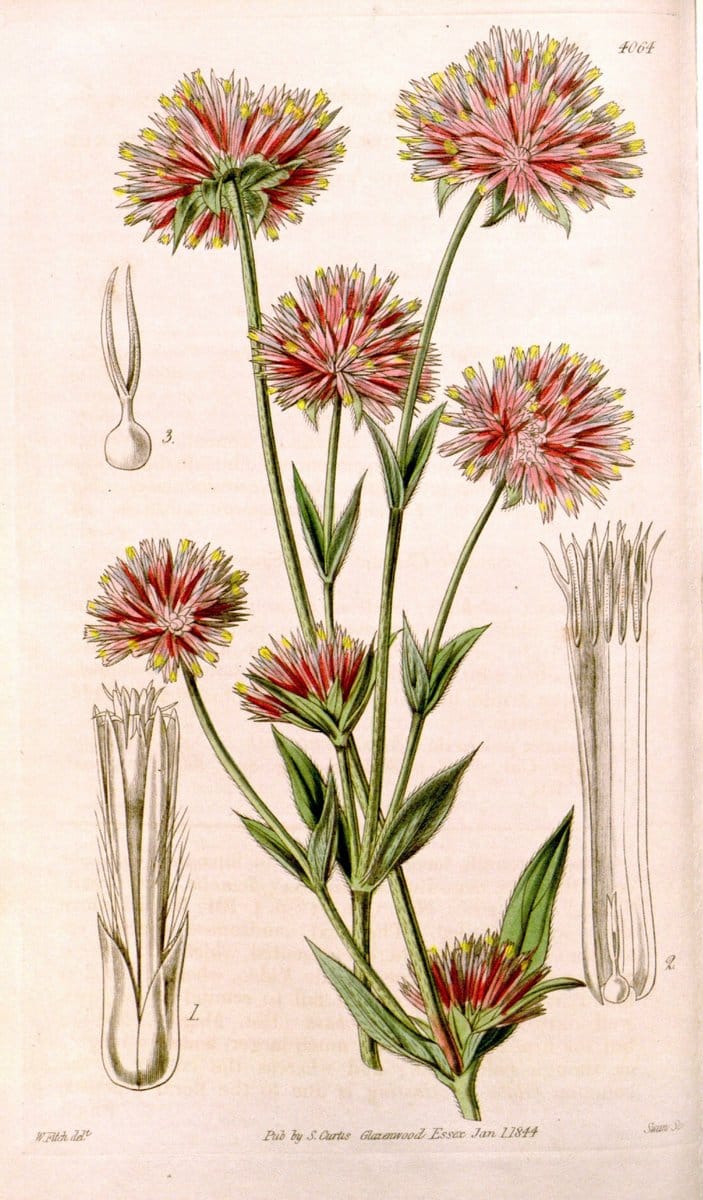 Curtis's botanical magazine. London ; New York [etc.] :Academic Press [etc.]. | "Botanical illustration" Botany Periodicals "Pictorial works" "Plants, Ornamental"  | Vintage Print Reproduction 448054