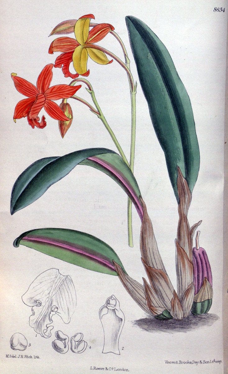 Curtis's botanical magazine. London ; New York [etc.] :Academic Press [etc.]. | "Botanical illustration" Botany Periodicals "Pictorial works" "Plants, Ornamental"  | Vintage Print Reproduction 448055