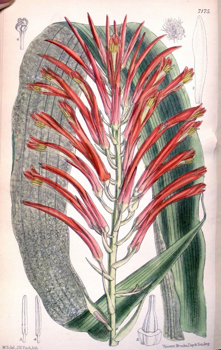 Curtis's botanical magazine. London ; New York [etc.] :Academic Press [etc.]. | "Botanical illustration" Botany Periodicals "Pictorial works" "Plants, Ornamental"  | Vintage Print Reproduction 448057