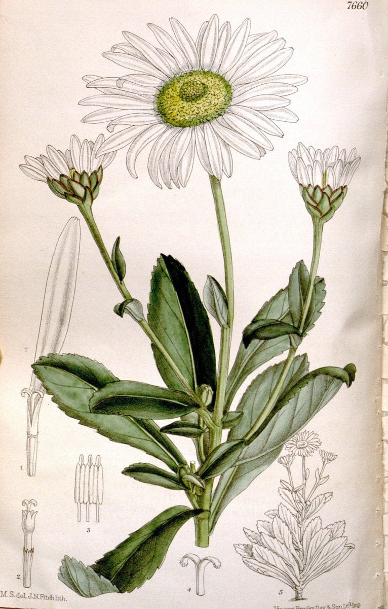 Curtis's botanical magazine. London ; New York [etc.] :Academic Press [etc.]. | "Botanical illustration" Botany Periodicals "Pictorial works" "Plants, Ornamental"  | Vintage Print Reproduction 448058