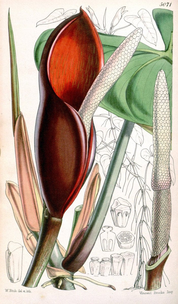 Curtis's botanical magazine. London ; New York [etc.] :Academic Press [etc.]. | "Botanical illustration" Botany Periodicals "Pictorial works" "Plants, Ornamental"  | Vintage Print Reproduction 448060