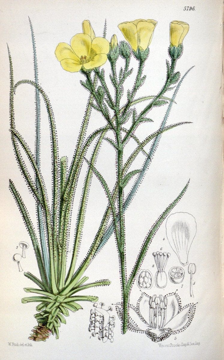 Curtis's botanical magazine. London ; New York [etc.] :Academic Press [etc.]. | "Botanical illustration" Botany Periodicals "Pictorial works" "Plants, Ornamental"  | Vintage Print Reproduction 448061