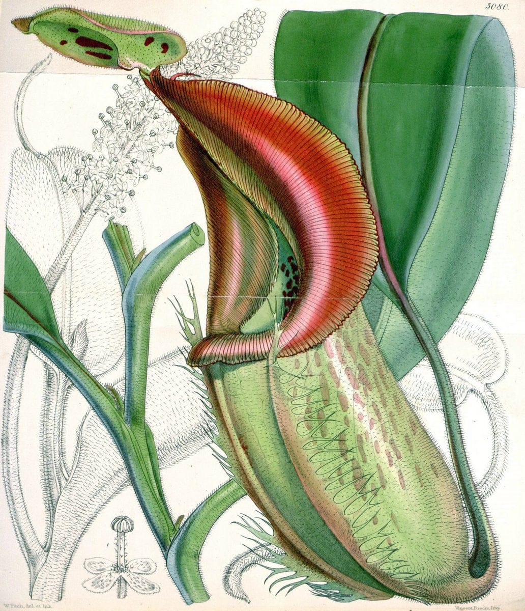 Curtis's botanical magazine. London ; New York [etc.] :Academic Press [etc.]. | "Botanical illustration" Botany Periodicals "Pictorial works" "Plants, Ornamental"  | Vintage Print Reproduction 448062