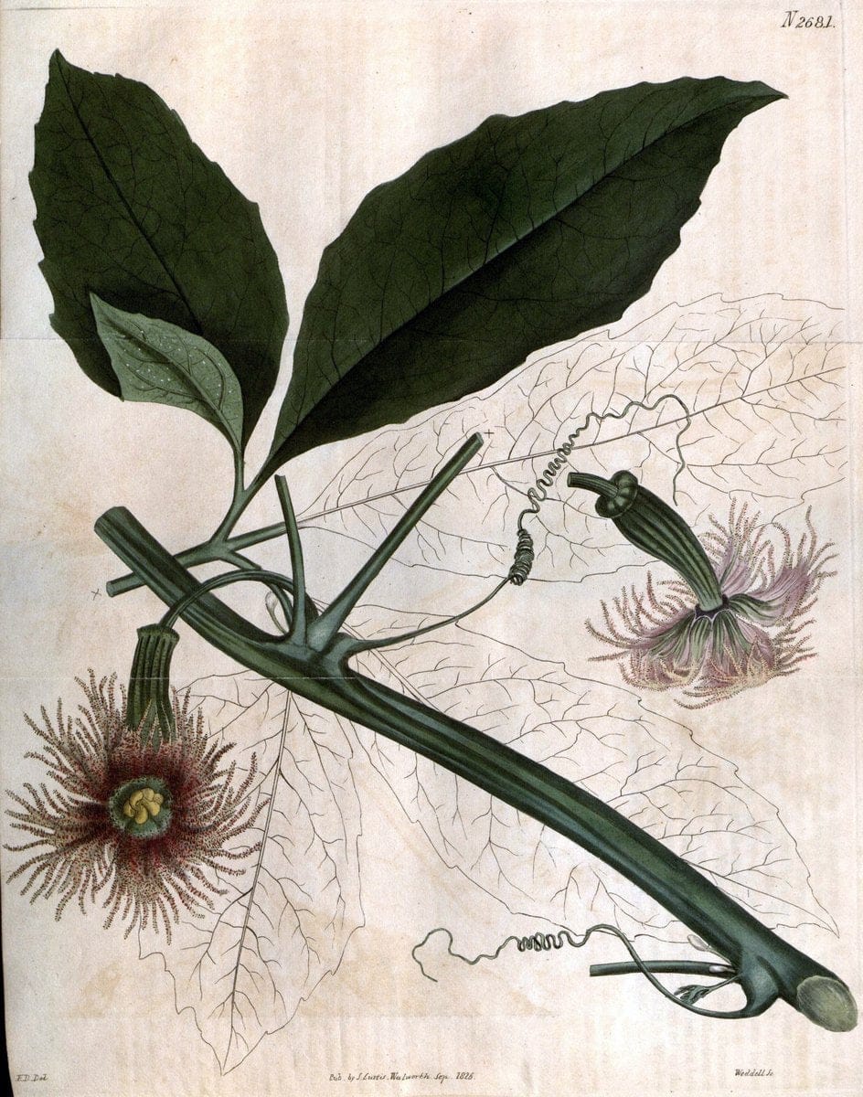 Curtis's botanical magazine. London ; New York [etc.] :Academic Press [etc.]. | "Botanical illustration" Botany Periodicals "Pictorial works" "Plants, Ornamental"  | Vintage Print Reproduction 448065
