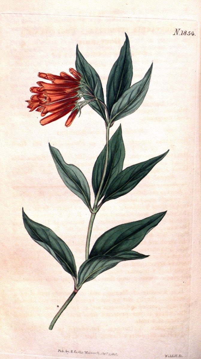 Curtis's botanical magazine. London ; New York [etc.] :Academic Press [etc.]. | "Botanical illustration" Botany Periodicals "Pictorial works" "Plants, Ornamental"  | Vintage Print Reproduction 448066