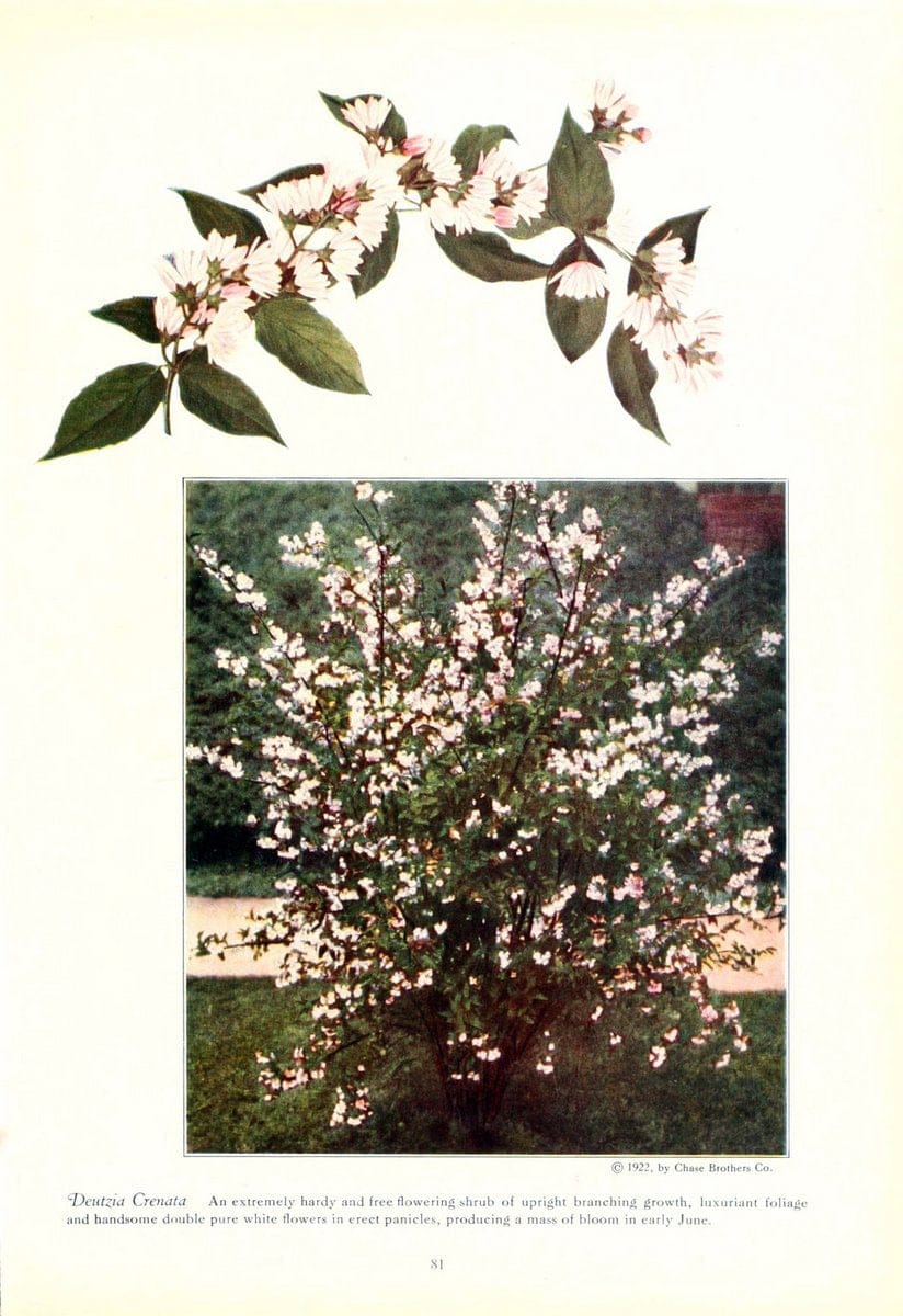 Chase fruit and flowers in natural colorsRochester, N.Y.,Chase brothers company[c1922] | Vintage Print Reproduction 448076