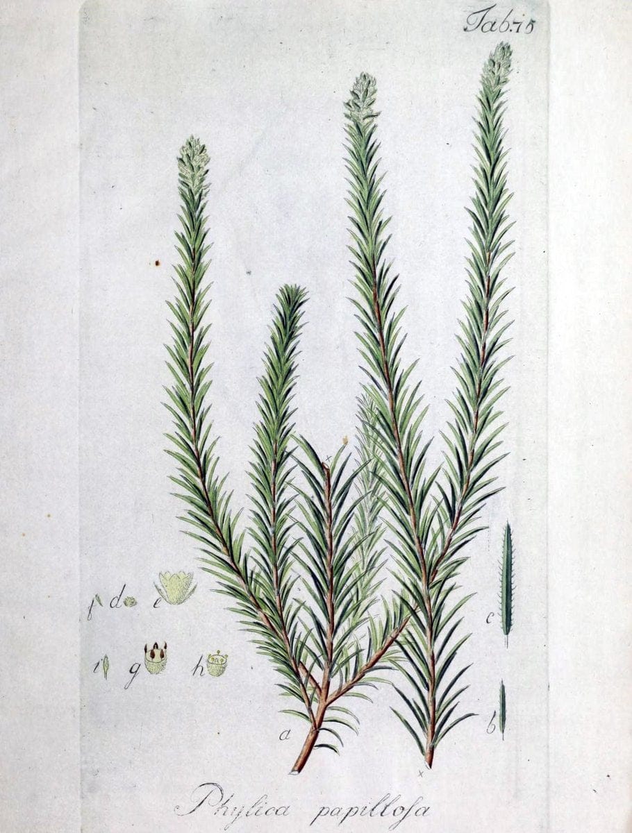 Collectio plantarum tam exoticarum, quam indigenarum, cum delineatione, descriptione cul | Botany | Vintage Print Reproduction 448079