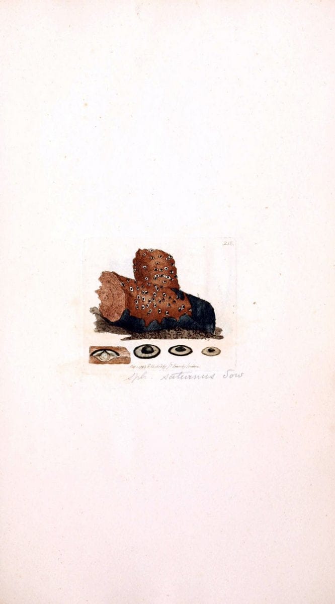Dragable Image