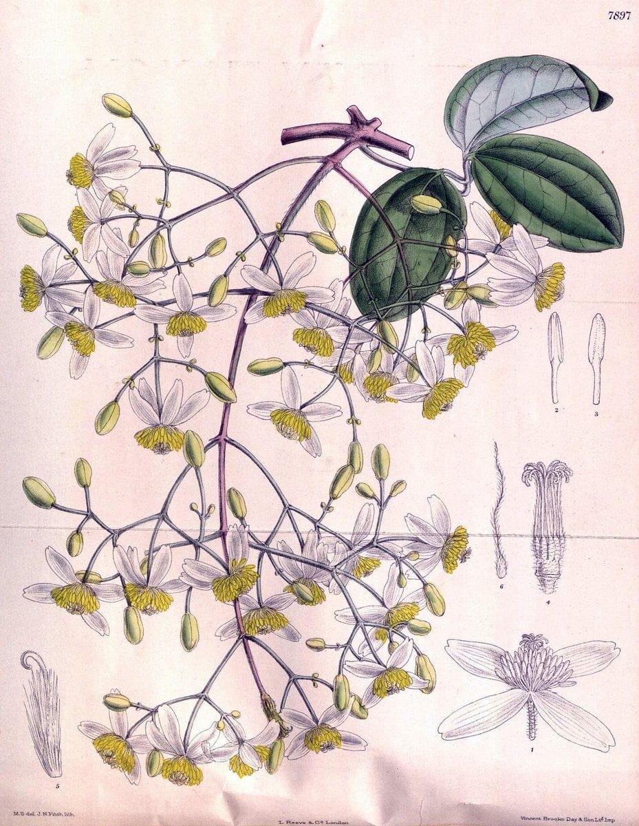Curtis's botanical magazine. London ; New York [etc.] :Academic Press [etc.]. | "Botanical illustration" Botany Periodicals "Pictorial works" "Plants, Ornamental"  | Vintage Print Reproduction 448098